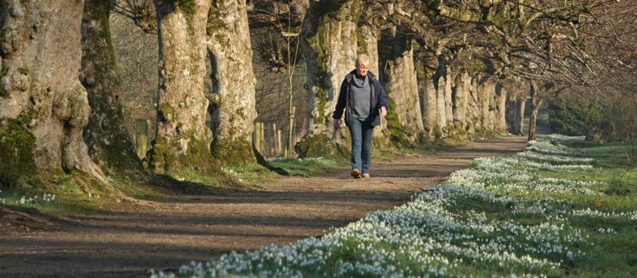 Snowdrop Walks