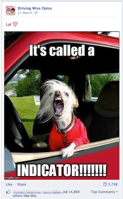 Driving Miss Daisy Dog