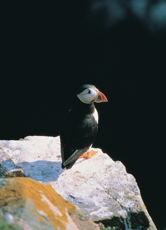 Rathlin Puffin