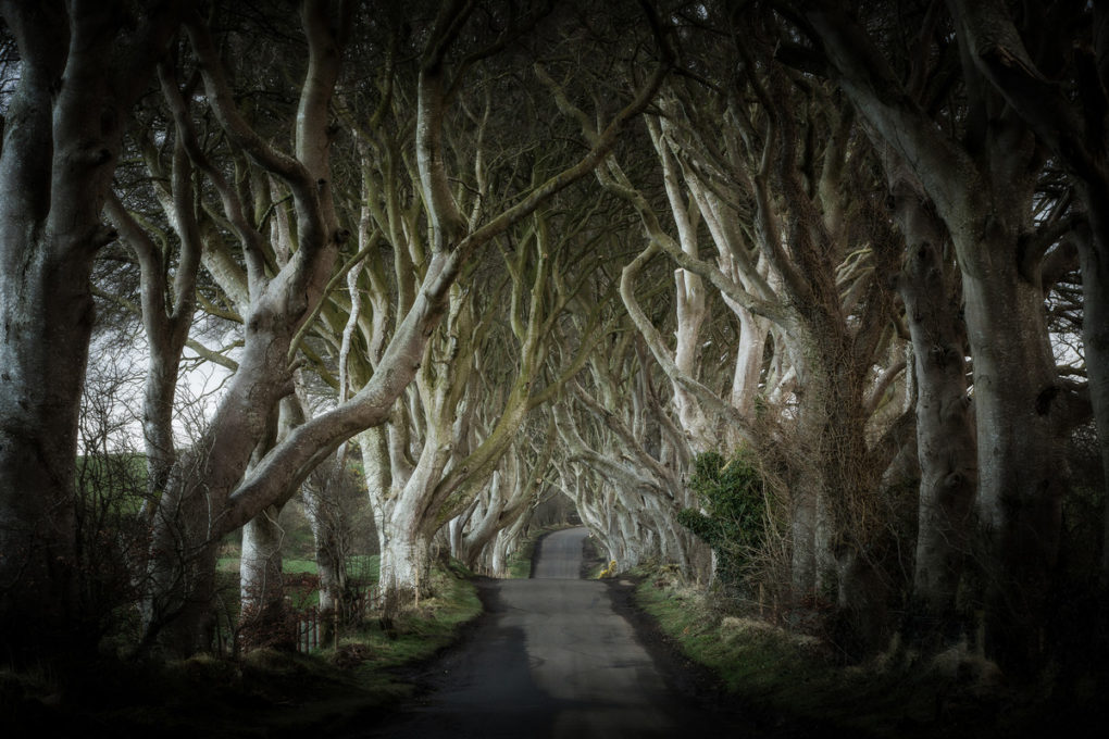 the_dark_hedges