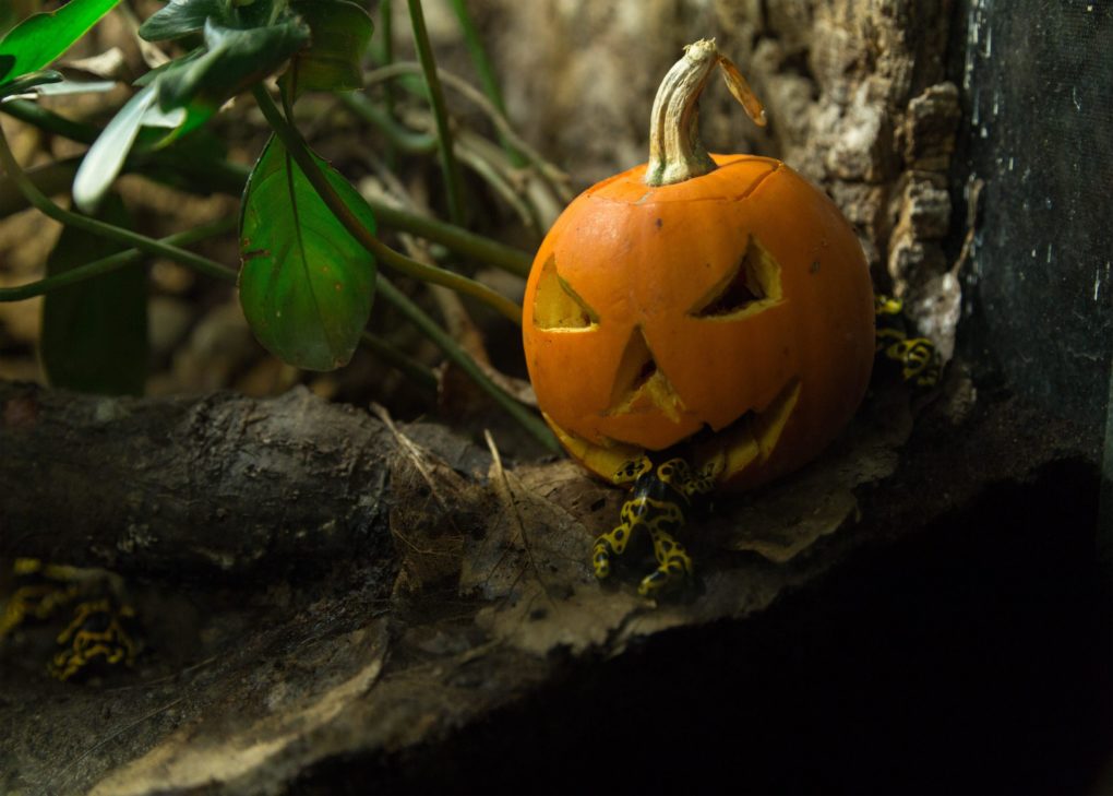 Castle Espie Spellbound Festival