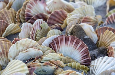 Kids Sea Creatures Nature Trail