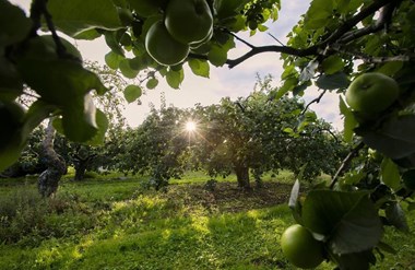 Long Meadow Farm Tours