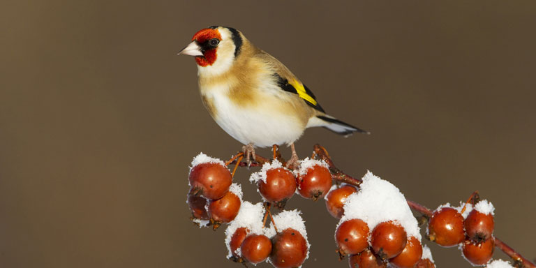 Winter Wildlife Walk
