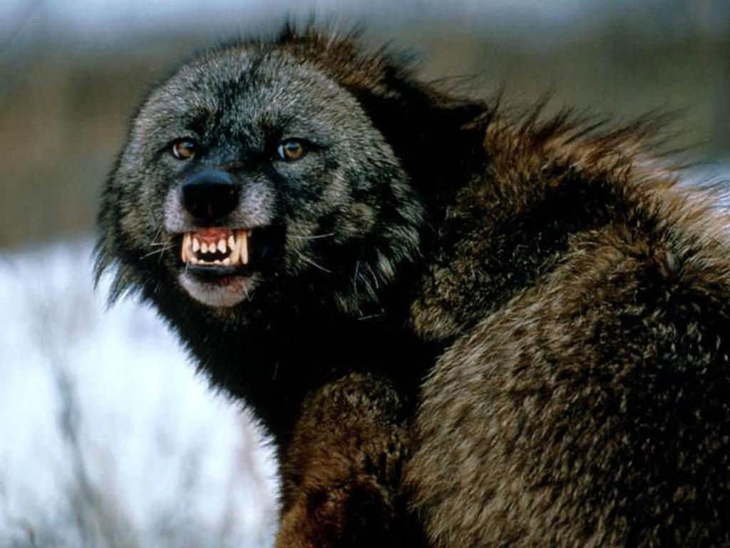 wolverine_vicious_animal_hd-wallpaper-1418392